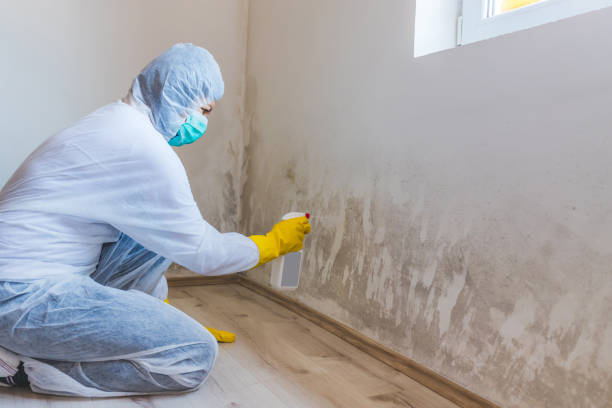 Licensed Crawl Space Mold Removal service in Bozman, MD - WQB Mold Removal